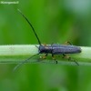 Longhorn beetle - Phytoecia virgula | Fotografijos autorius : Romas Ferenca | © Macronature.eu | Macro photography web site