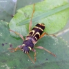 Longhorn beetle - Xylotrechus arvicola | Fotografijos autorius : Romas Ferenca | © Macronature.eu | Macro photography web site