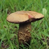 Lurid bolete - Suillellus luridus | Fotografijos autorius : Gintautas Steiblys | © Macronature.eu | Macro photography web site