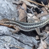 Lycian rock lizard - Anatololacerta finikensis ♂ | Fotografijos autorius : Žilvinas Pūtys | © Macronature.eu | Macro photography web site