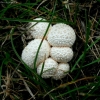Pumpotaukšlis - Lycoperdon curtisii | Fotografijos autorius : Aleksandras Stabrauskas | © Macrogamta.lt | Šis tinklapis priklauso bendruomenei kuri domisi makro fotografija ir fotografuoja gyvąjį makro pasaulį.