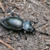 Lygusis puošniažygis - Carabus glabratus | Fotografijos autorius : Agnė Našlėnienė | © Macrogamta.lt | Šis tinklapis priklauso bendruomenei kuri domisi makro fotografija ir fotografuoja gyvąjį makro pasaulį.