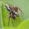 Lynx spider - Oxyopes ramosus ♂ | Fotografijos autorius : Gintautas Steiblys | © Macronature.eu | Macro photography web site