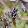 Lynx spider - Oxyopes ramosus | Fotografijos autorius : Romas Ferenca | © Macronature.eu | Macro photography web site