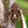 Raštuotasis lūšiavoris - Oxyopes ramosus | Fotografijos autorius : Romas Ferenca | © Macronature.eu | Macro photography web site