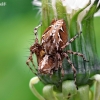 Lynx spider - Oxyopes ramosus | Fotografijos autorius : Armandas Ka | © Macronature.eu | Macro photography web site