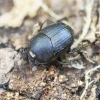 Mėšlagraužis - Onthophagus joannae | Fotografijos autorius : Kazimieras Martinaitis | © Macrogamta.lt | Šis tinklapis priklauso bendruomenei kuri domisi makro fotografija ir fotografuoja gyvąjį makro pasaulį.