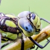 Mėlynžiedis laumžirgis - Aeshna cyanea | Fotografijos autorius : Kazimieras Martinaitis | © Macrogamta.lt | Šis tinklapis priklauso bendruomenei kuri domisi makro fotografija ir fotografuoja gyvąjį makro pasaulį.