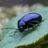 Mėlynasis alksniagraužis - Agelastica alni | Fotografijos autorius : Vytautas Gluoksnis | © Macrogamta.lt | Šis tinklapis priklauso bendruomenei kuri domisi makro fotografija ir fotografuoja gyvąjį makro pasaulį.