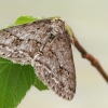 Mėlyninis žievėsprindis - Ectropis crepuscularia | Fotografijos autorius : Gintautas Steiblys | © Macrogamta.lt | Šis tinklapis priklauso bendruomenei kuri domisi makro fotografija ir fotografuoja gyvąjį makro pasaulį.