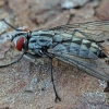 Mėsmusė - Macronychia dolini ♀ | Fotografijos autorius : Gintautas Steiblys | © Macrogamta.lt | Šis tinklapis priklauso bendruomenei kuri domisi makro fotografija ir fotografuoja gyvąjį makro pasaulį.