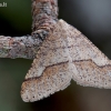 Gelsvasis ankstyvasis sprindžius - Agriopis marginaria | Fotografijos autorius : Arūnas Eismantas | © Macrogamta.lt | Šis tinklapis priklauso bendruomenei kuri domisi makro fotografija ir fotografuoja gyvąjį makro pasaulį.