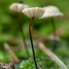 Spyglinis mažūnis - Marasmius wettsteinii | Fotografijos autorius : Žilvinas Pūtys | © Macrogamta.lt | Šis tinklapis priklauso bendruomenei kuri domisi makro fotografija ir fotografuoja gyvąjį makro pasaulį.