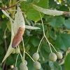 Mažalapė liepa - Tilia cordata | Fotografijos autorius : Gintautas Steiblys | © Macrogamta.lt | Šis tinklapis priklauso bendruomenei kuri domisi makro fotografija ir fotografuoja gyvąjį makro pasaulį.