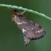 Mažasis šakniagraužis - Phymatopus hecta ♂ | Fotografijos autorius : Žilvinas Pūtys | © Macrogamta.lt | Šis tinklapis priklauso bendruomenei kuri domisi makro fotografija ir fotografuoja gyvąjį makro pasaulį.