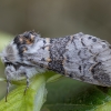 Mažasis dviuodegis - Furcula furcula | Fotografijos autorius : Žilvinas Pūtys | © Macrogamta.lt | Šis tinklapis priklauso bendruomenei kuri domisi makro fotografija ir fotografuoja gyvąjį makro pasaulį.
