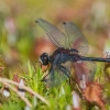 Mažoji skėtė - Leucorrhinia dubia | Fotografijos autorius : Dalia Račkauskaitė | © Macrogamta.lt | Šis tinklapis priklauso bendruomenei kuri domisi makro fotografija ir fotografuoja gyvąjį makro pasaulį.