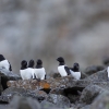 Mažosios alkos, Svalbard, Spitsbergen | Fotografijos autorius : Zita Gasiūnaitė | © Macrogamta.lt | Šis tinklapis priklauso bendruomenei kuri domisi makro fotografija ir fotografuoja gyvąjį makro pasaulį.