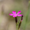 Šilinis gvazdikas | Dianthus deltoides | Fotografijos autorius : Darius Baužys | © Macronature.eu | Macro photography web site