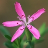 Maiden pink - Dianthus deltoides | Fotografijos autorius : Gintautas Steiblys | © Macronature.eu | Macro photography web site