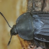 Maitvabalis - Silpha tristis | Fotografijos autorius : Vidas Brazauskas | © Macrogamta.lt | Šis tinklapis priklauso bendruomenei kuri domisi makro fotografija ir fotografuoja gyvąjį makro pasaulį.