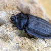 Didysis skydvabalis | Peltis grossa | Fotografijos autorius : Darius Baužys | © Macrogamta.lt | Šis tinklapis priklauso bendruomenei kuri domisi makro fotografija ir fotografuoja gyvąjį makro pasaulį.