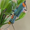 Malachite beetle - Clanoptilus marginellus  | Fotografijos autorius : Gintautas Steiblys | © Macronature.eu | Macro photography web site