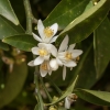 Mandarininis citrinmedis - Citrus reticulata | Fotografijos autorius : Žilvinas Pūtys | © Macronature.eu | Macro photography web site