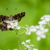 Map butterfly | Araschnia levana | Fotografijos autorius : Darius Baužys | © Macronature.eu | Macro photography web site