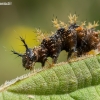 Map butterfly - Araschnia levana, caterpillar | Fotografijos autorius : Oskaras Venckus | © Macronature.eu | Macro photography web site