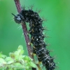 Map butterfly - Araschnia levana, caterpillar | Fotografijos autorius : Gintautas Steiblys | © Macronature.eu | Macro photography web site