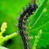 Map butterfly - Araschnia levana, caterpillar | Fotografijos autorius : Romas Ferenca | © Macronature.eu | Macro photography web site