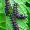 Map butterfly - Araschnia levana, caterpillars | Fotografijos autorius : Romas Ferenca | © Macronature.eu | Macro photography web site