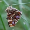 Map butterfly - Araschnia levana, form levana | Fotografijos autorius : Žilvinas Pūtys | © Macronature.eu | Macro photography web site