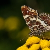Map butterfly - Araschnia levana, forma prorsa | Fotografijos autorius : Vaida Paznekaitė | © Macronature.eu | Macro photography web site