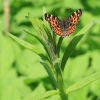 Map butterfly - Araschnia levana | Fotografijos autorius : Gediminas Gražulevičius | © Macrogamta.lt | Šis tinklapis priklauso bendruomenei kuri domisi makro fotografija ir fotografuoja gyvąjį makro pasaulį.