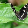 Map butterfly - Araschnia levana | Fotografijos autorius : Gediminas Gražulevičius | © Macronature.eu | Macro photography web site