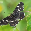 Map butterfly - Araschnia levana | Fotografijos autorius : Arūnas Eismantas | © Macronature.eu | Macro photography web site