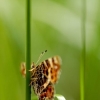 Map butterfly - Araschnia levana | Fotografijos autorius : Alma Totorytė | © Macronature.eu | Macro photography web site