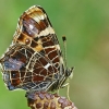 Map butterfly - Araschnia levana | Fotografijos autorius : Gintautas Steiblys | © Macronature.eu | Macro photography web site