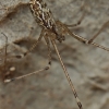 Marbled Cellar Spider - Holocnemus pluchei | Fotografijos autorius : Gintautas Steiblys | © Macronature.eu | Macro photography web site