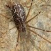 Marbled cellar spider - Holocnemus pluchei | Fotografijos autorius : Gintautas Steiblys | © Macrogamta.lt | Šis tinklapis priklauso bendruomenei kuri domisi makro fotografija ir fotografuoja gyvąjį makro pasaulį.