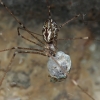 Marbled cellar spider - Holocnemus pluchei | Fotografijos autorius : Gintautas Steiblys | © Macronature.eu | Macro photography web site