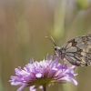 Juodmargis satyras - Melanargia galathea | Fotografijos autorius : Zita Gasiūnaitė | © Macronature.eu | Macro photography web site