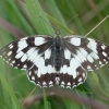 Juodmargis satyras - Melanargia galathea | Fotografijos autorius : Žilvinas Pūtys | © Macronature.eu | Macro photography web site