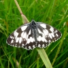 Marbled white | Fotografijos autorius : Vitalii Alekseev | © Macronature.eu | Macro photography web site