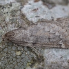 March Moth - Alsophila aescularia ♂ | Fotografijos autorius : Žilvinas Pūtys | © Macronature.eu | Macro photography web site