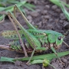 Margasis žiogas - Decticus verrucivorus ♀ | Fotografijos autorius : Romas Ferenca | © Macrogamta.lt | Šis tinklapis priklauso bendruomenei kuri domisi makro fotografija ir fotografuoja gyvąjį makro pasaulį.