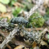 Liepinis pilkšys - Oplosia cinerea | Fotografijos autorius : Agnė Kulpytė | © Macrogamta.lt | Šis tinklapis priklauso bendruomenei kuri domisi makro fotografija ir fotografuoja gyvąjį makro pasaulį.