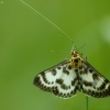 Margasis dilgėlinis ugniukas - Anania hortulata | Fotografijos autorius : Vidas Brazauskas | © Macrogamta.lt | Šis tinklapis priklauso bendruomenei kuri domisi makro fotografija ir fotografuoja gyvąjį makro pasaulį.